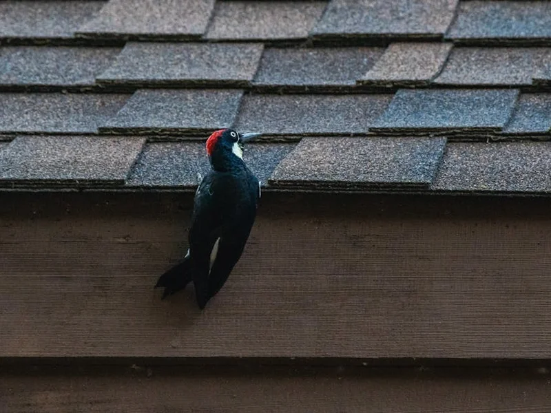 Acorn woodpecker perched on a rooftop with textured shingles.